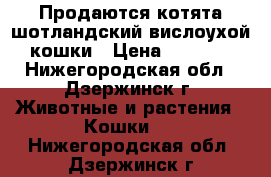 Продаются котята шотландский вислоухой кошки › Цена ­ 7 000 - Нижегородская обл., Дзержинск г. Животные и растения » Кошки   . Нижегородская обл.,Дзержинск г.